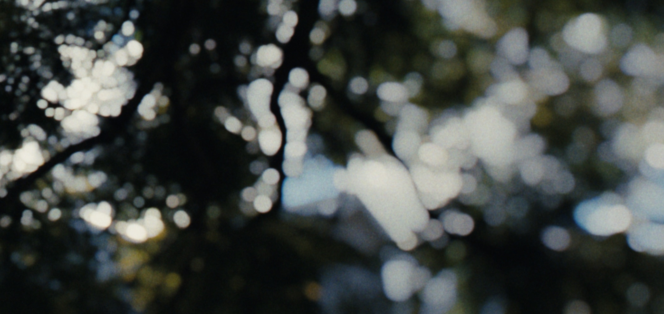 An out-of-focus forest canopy with bright, well-defined bokeh shapes where light comes through the leaves, showing the effect of increased Bokeh Brightness