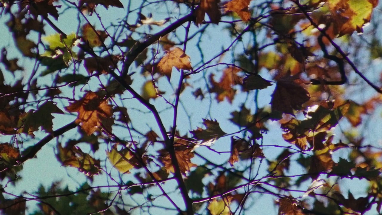 Footage with colored fringing applied along high-contrast edges near bright highlights